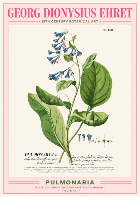 Georg Dionysius Ehret Pulmonaria No2 - Affiche