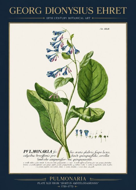 Georg Dionysius Ehret Pulmonaria No3 - Affiche