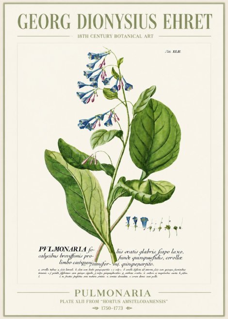Georg Dionysius Ehret Pulmonaria No4 - Affiche