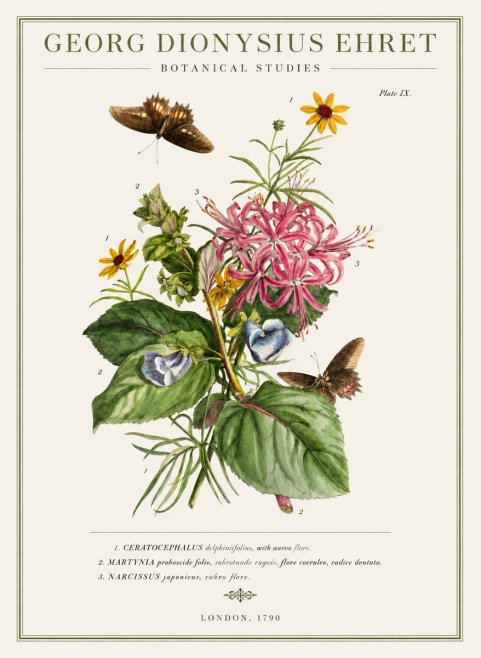 Georg Dionysius Ehret Botanical Studies - Plate Ix No1 - Affiche