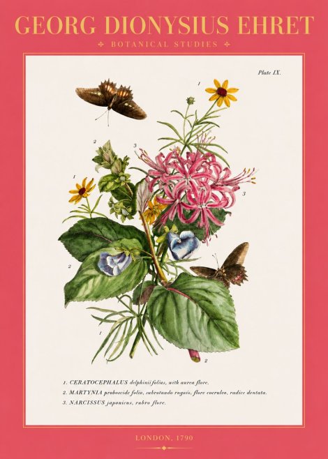 Georg Dionysius Ehret Botanical Studies - Plate Ix No2 - Affiche