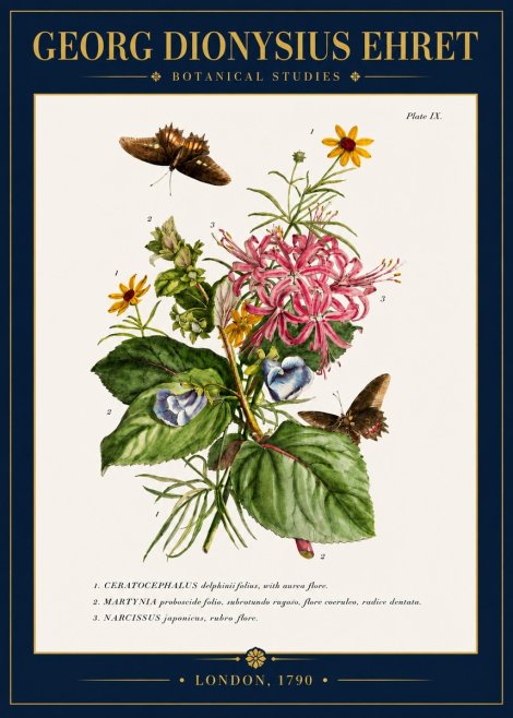 Georg Dionysius Ehret Botanical Studies - Plate Ix No4 - Affiche