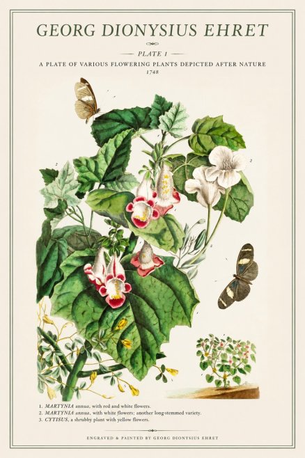 Georg Dionysius Ehret A Plate of Various Flowering Plants Depicted After Nature 1748 No1 - Affiche