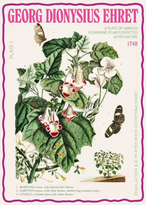 Georg Dionysius Ehret A Plate of Various Flowering Plants Depicted After Nature 1748 No2 - Affiche