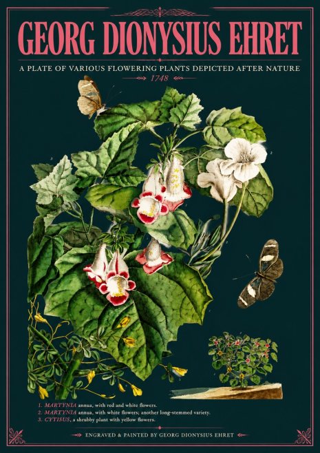 Georg Dionysius Ehret A Plate of Various Flowering Plants Depicted After Nature 1748 No6 - Affiche