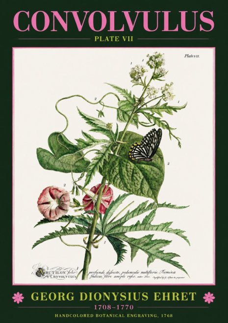 Georg Dionysius Ehret Convolvulus - Plate Vii No2 - Affiche