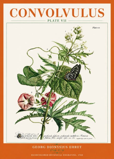 Georg Dionysius Ehret Convolvulus - Plate Vii No3 - Affiche