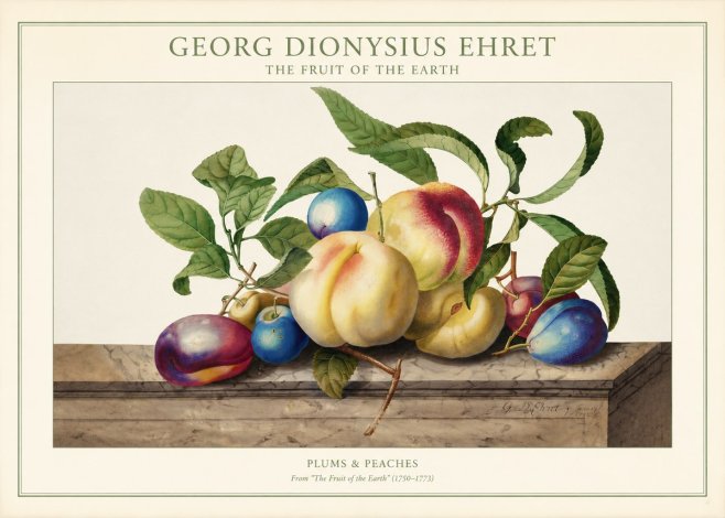 Georg Dionysius Ehret Plums & Peaches No1 - Affiche