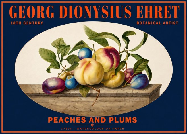 Georg Dionysius Ehret Plums & Peaches No6 - Affiche