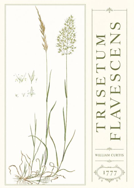 William Curtis Trisetum Flavescens I No3 - Affiche
