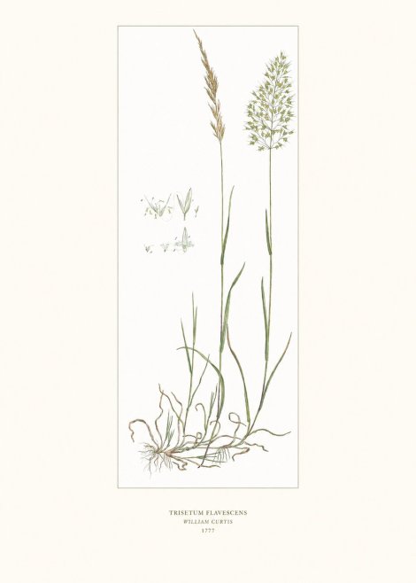 William Curtis Trisetum Flavescens I No6 - Affiche