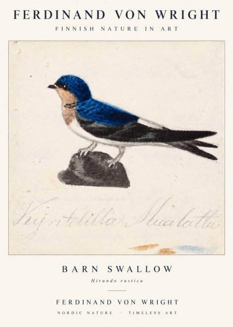 Ferdinand von Wright Swallow (Hirundo Rustica) No2 - Affiche