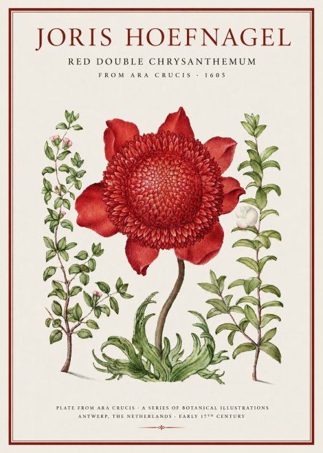 Joris Hoefnagel Red Double Chrysanthemum No1 - Affiche