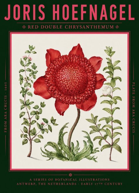 Joris Hoefnagel Red Double Chrysanthemum No2 - Affiche