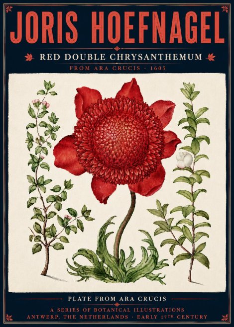 Joris Hoefnagel Red Double Chrysanthemum No6 - Affiche