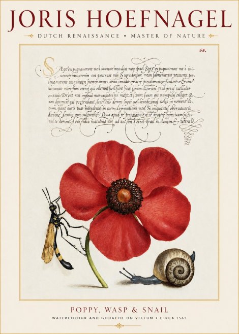 Joris Hoefnagel Poppy, Wasp & Snail No1 - Affiche