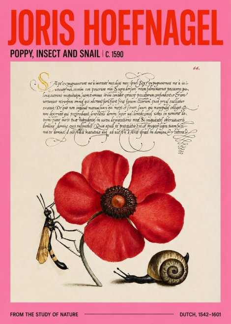 Joris Hoefnagel Poppy, Wasp & Snail No4 - Affiche