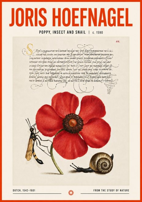 Joris Hoefnagel Poppy, Wasp & Snail No6 - Affiche