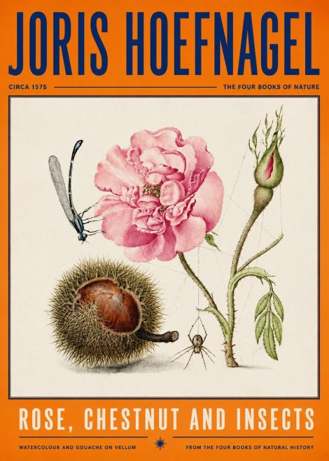 Joris Hoefnagel Rose, Chestnut and Insects No4 - Affiche