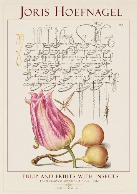 Joris Hoefnagel Tulip and Fruits with Insects No1 - Affiche