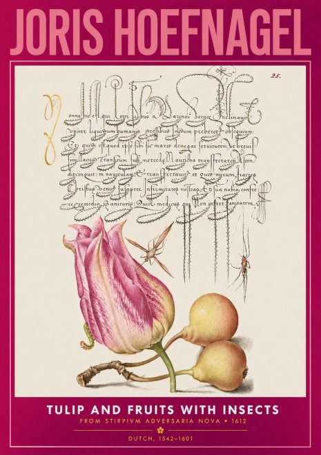 Joris Hoefnagel Tulip and Fruits with Insects No2 - Affiche