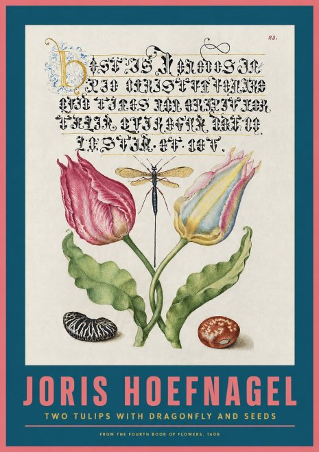 Joris Hoefnagel Two Tulips with Dragonfly and Seeds No2 - Affiche