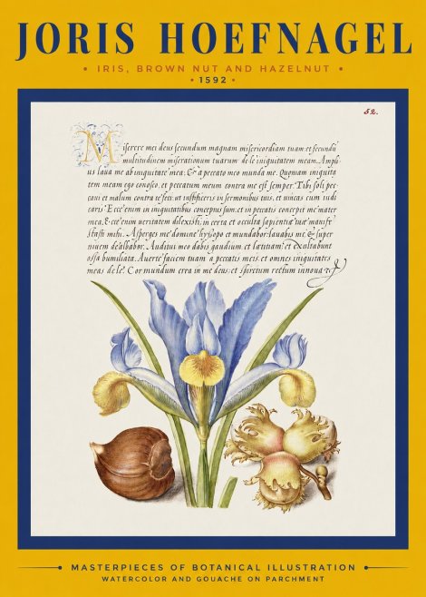 Joris Hoefnagel Iris, Brown Nut and Hazelnut No2 - Affiche