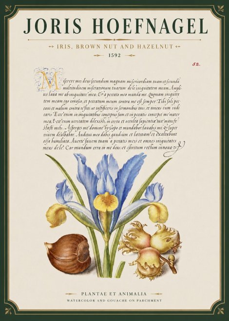 Joris Hoefnagel Iris, Brown Nut and Hazelnut No3 - Affiche