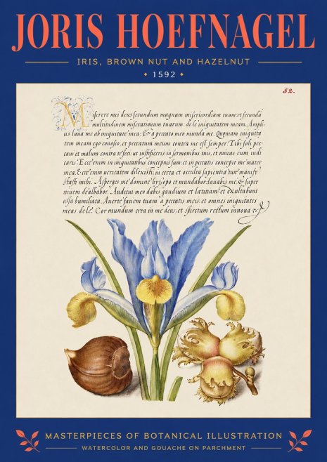 Joris Hoefnagel Iris, Brown Nut and Hazelnut No4 - Affiche