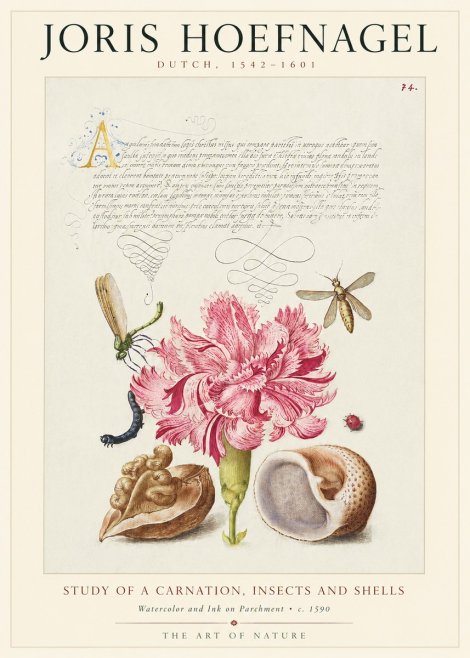 Joris Hoefnagel Study of a Carnation, Insects and Shells No1 - Affiche