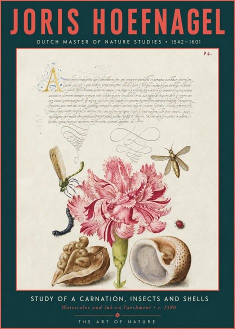 Joris Hoefnagel Study of a Carnation, Insects and Shells No3 - Affiche