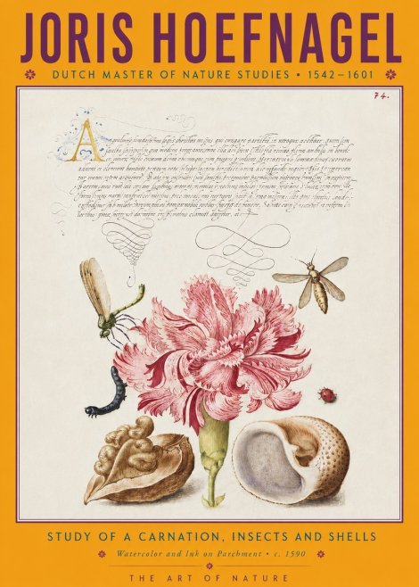 Joris Hoefnagel Study of a Carnation, Insects and Shells No4 - Affiche