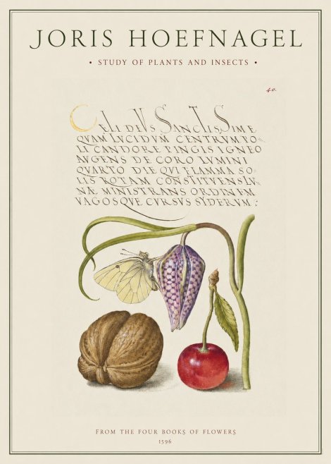 Joris Hoefnagel Study of Plants and Insects No1 - Affiche