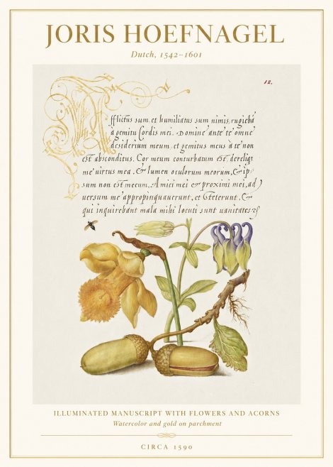 Joris Hoefnagel Illuminated Manuscript with Flowers and Acorns No1 - Affiche