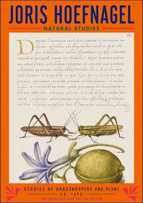Joris Hoefnagel Studies of Grasshoppers and Plant No3 - Affiche