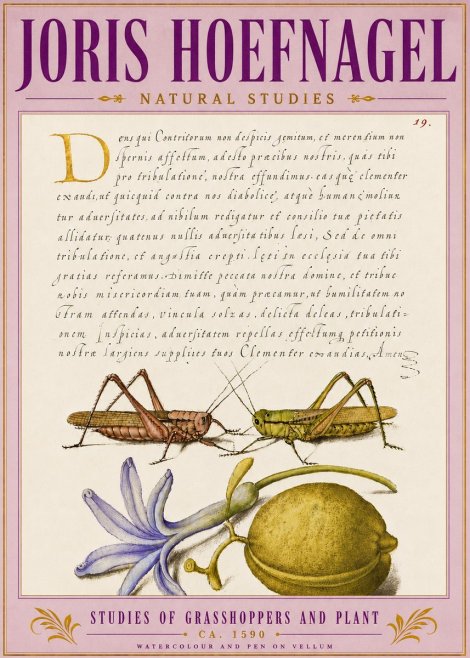 Joris Hoefnagel Studies of Grasshoppers and Plant No5 - Affiche