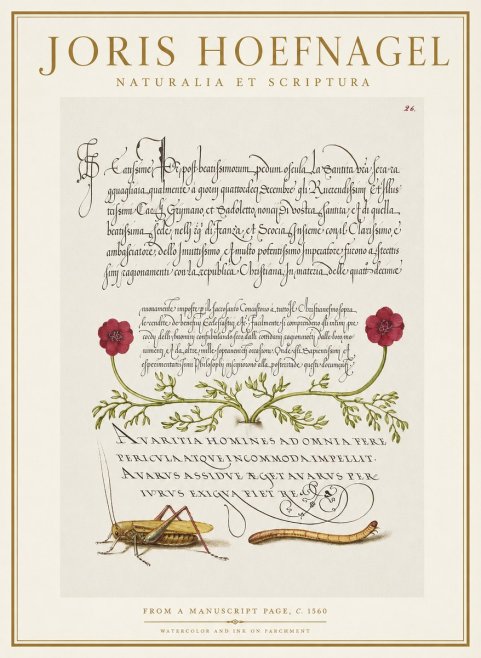 Joris Hoefnagel Illuminated Page with Flowers, Insects & Latin Script No2 - Affiche