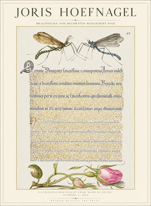 Joris Hoefnagel Dragonflies and Decorated Manuscript Page No1 - Affiche