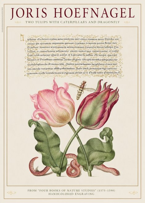 Joris Hoefnagel Two Tulips with Caterpillars and Dragonfly No1 - Affiche