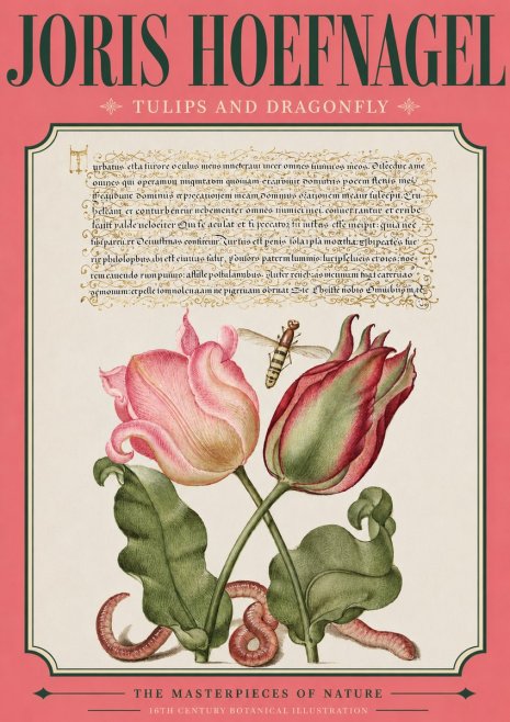 Joris Hoefnagel Two Tulips with Caterpillars and Dragonfly No4 - Affiche