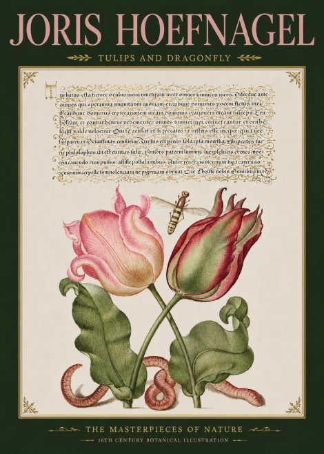 Joris Hoefnagel Two Tulips with Caterpillars and Dragonfly No5 - Affiche