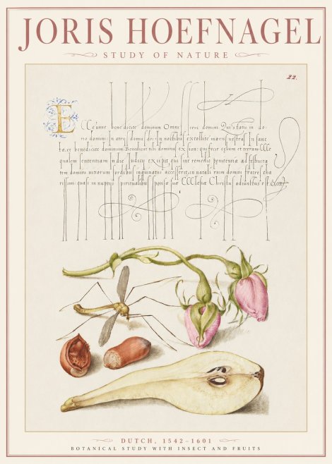 Joris Hoefnagel Studies of Plants, Insects and Fruits No3 - Affiche