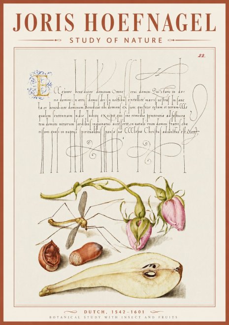 Joris Hoefnagel Studies of Plants, Insects and Fruits No5 - Affiche