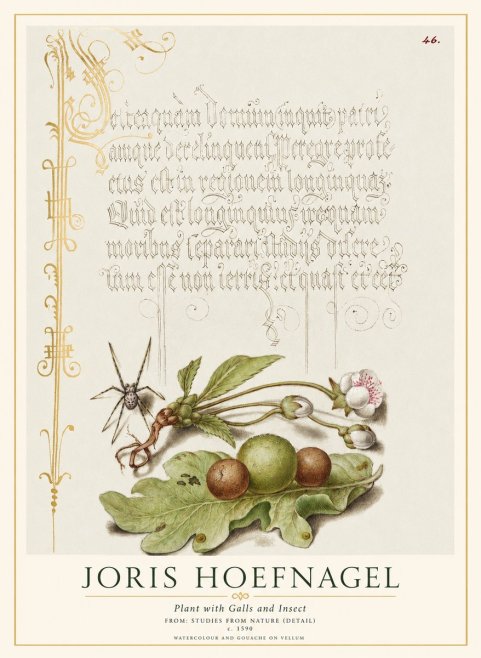 Joris Hoefnagel Plant with Galls and Insect No1 - Affiche