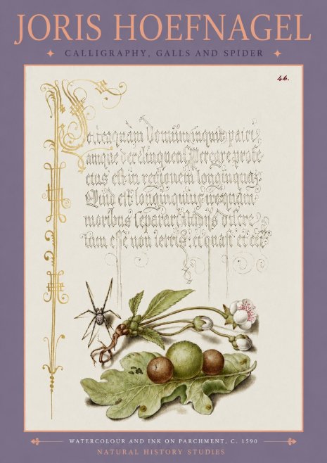 Joris Hoefnagel Plant with Galls and Insect No4 - Affiche