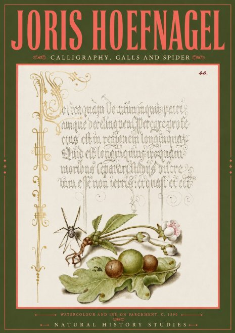Joris Hoefnagel Plant with Galls and Insect No6 - Affiche