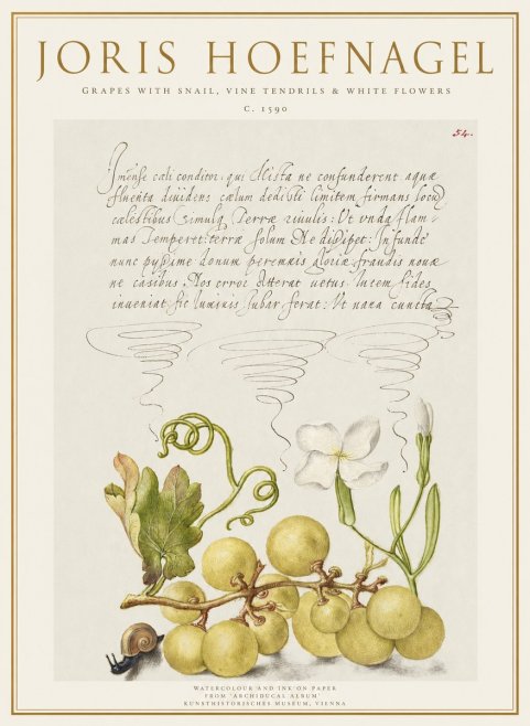 Joris Hoefnagel Grapes with Snail, Vine Tendrils & White Flowers No1 - Affiche