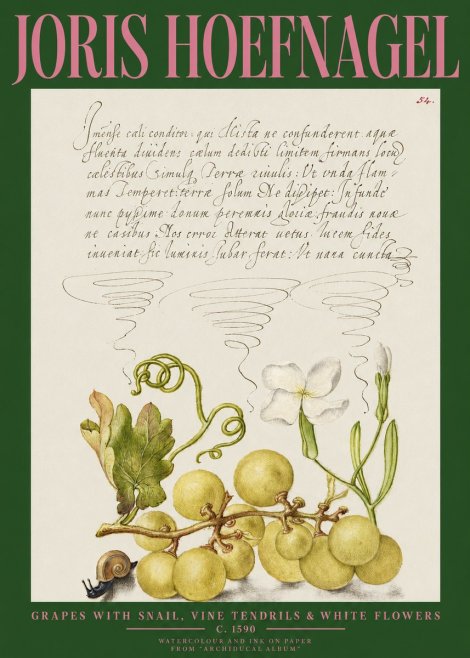 Joris Hoefnagel Grapes with Snail, Vine Tendrils & White Flowers No2 - Affiche
