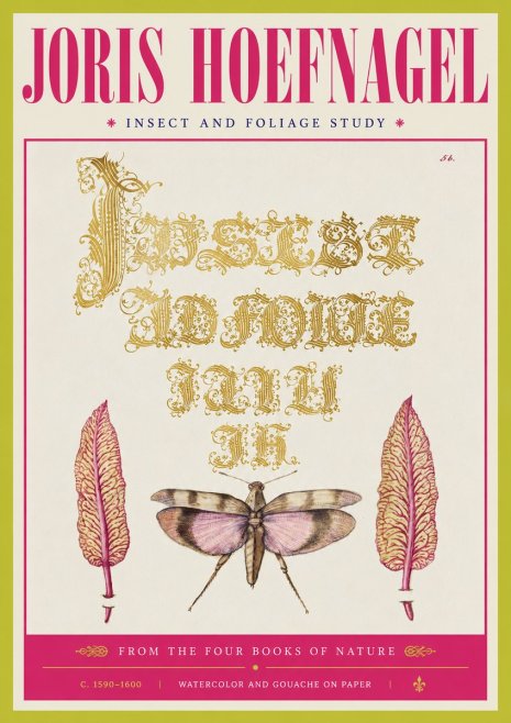 Joris Hoefnagel Insect and Foliage Study No4 - Affiche