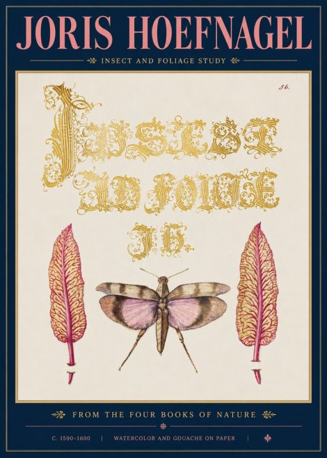 Joris Hoefnagel Insect and Foliage Study No5 - Affiche